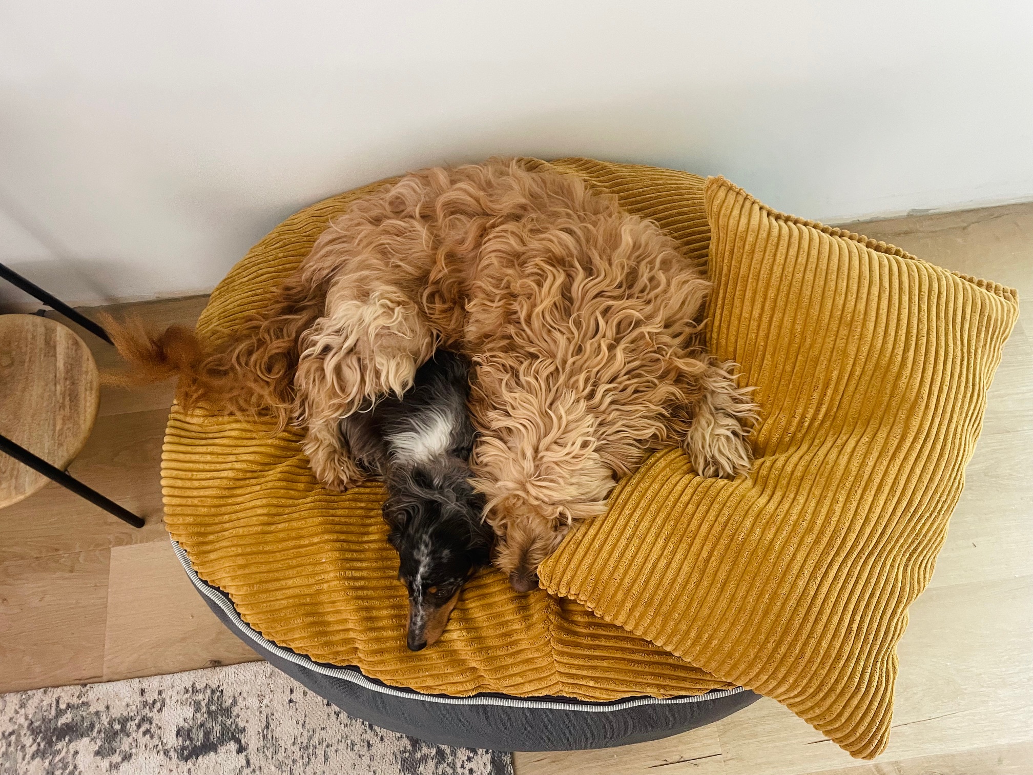 Pet Pod - Chunky cord above