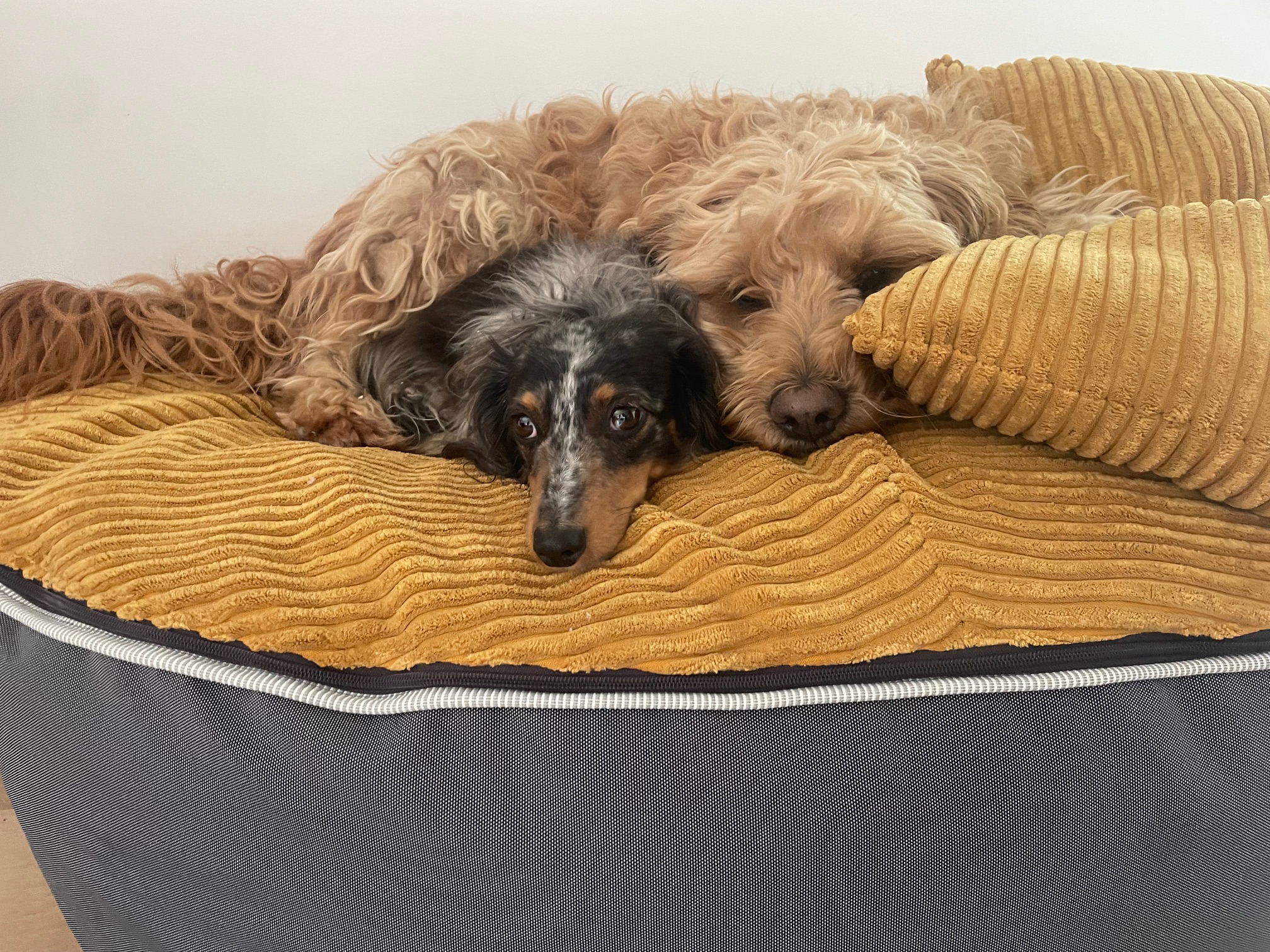 Pet Pod - Chunky cord close